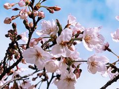 -新虹桥中心花园