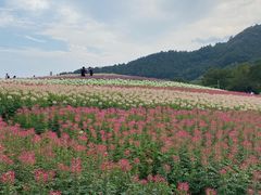 -径山花海