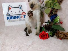 -十年猫舍·猫咪专门店(普陀店)