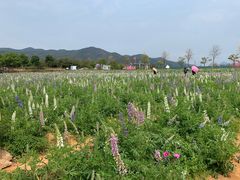 -天适樱花悠乐园