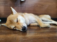 -柯斗斗主题餐厅·狗咖·围炉煮茶·茶饮(国瑞升平里店)