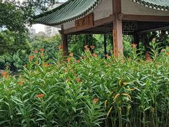 -荔湾湖公园