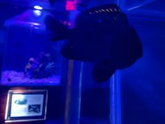 -太平洋海底世界