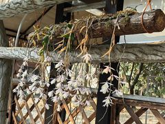 -瑞丽独树成林风景区