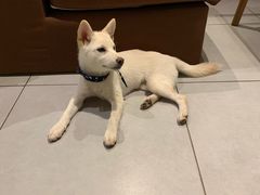 -柴务处·柴犬主题狗咖