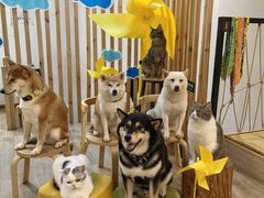 -柴迷FANS CLUB·柴犬狗咖·猫咖