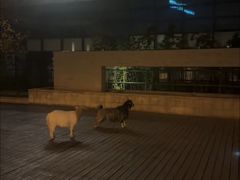 -廊坊固安福朋喜来登酒店