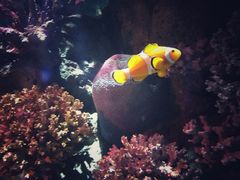 -暹罗海洋世界