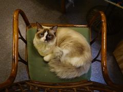 -猫色咖啡·猫咖