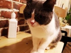 -猫友咖啡店(玉林西路店)