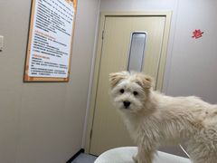 -安安宠医·臻爱宠物医院·宠保定点(营门口路分院)