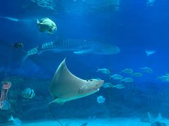 -烟台海昌鲸鲨海洋公园
