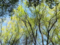 -昆山城市生态森林公园