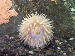 -西雅图水族馆