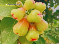 -三亚凤凰水城凯莱度假酒店