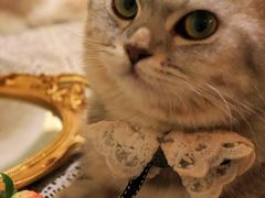 -猫友咖啡店(玉林西路店)