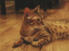 android_upload_pic-猫色咖啡·猫咖