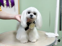 -鑫艺宠物美容培训学校