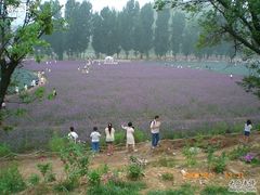 -紫海香堤香草艺术庄园
