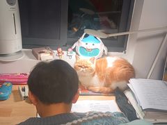 -可蒙动物医院·猫科·骨科中心(首义路店)