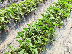 -田趣农庄草莓采摘园