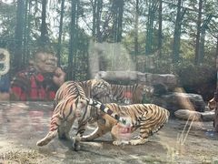 -上海野生动物园老虎餐厅