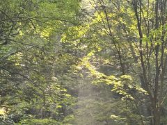 -牛背梁国家森林公园