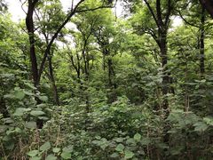 -阳台山自然风景区