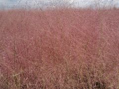 -嘉北郊野公园北游客中心-地上停车场