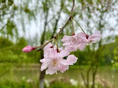 -顾村公园