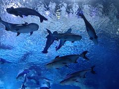 -珠海长隆海洋王国