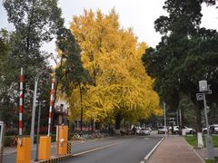 -四川大学(望江校区)