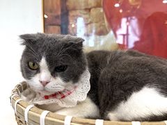 -共舞时光猫咖·狗咖(新街口店)