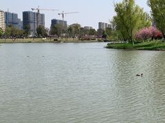 -九科绿洲
