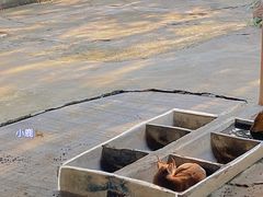 -深圳野生动物园