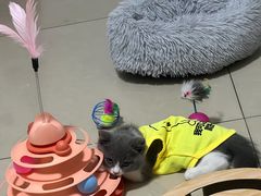 -小猫来了·猫舍(红山六九七九店)