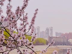 -桃花堤公园