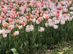 -上海鲜花港