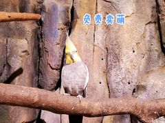 -正佳雨林生态植物园