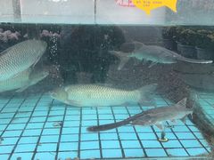 水产区-天怡·鱼工厂(梅溪湖店)