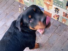 -喵屿·大理花园猫咖