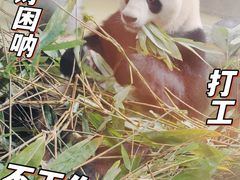 -成都大熊猫繁育研究基地