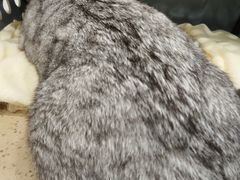 -伟伟宠物医院·CT影像中心·瑞派犬猫综合性门诊(汉口总院)