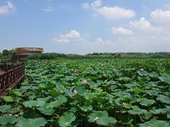 -荷塘月色湿地公园·向阳花洲