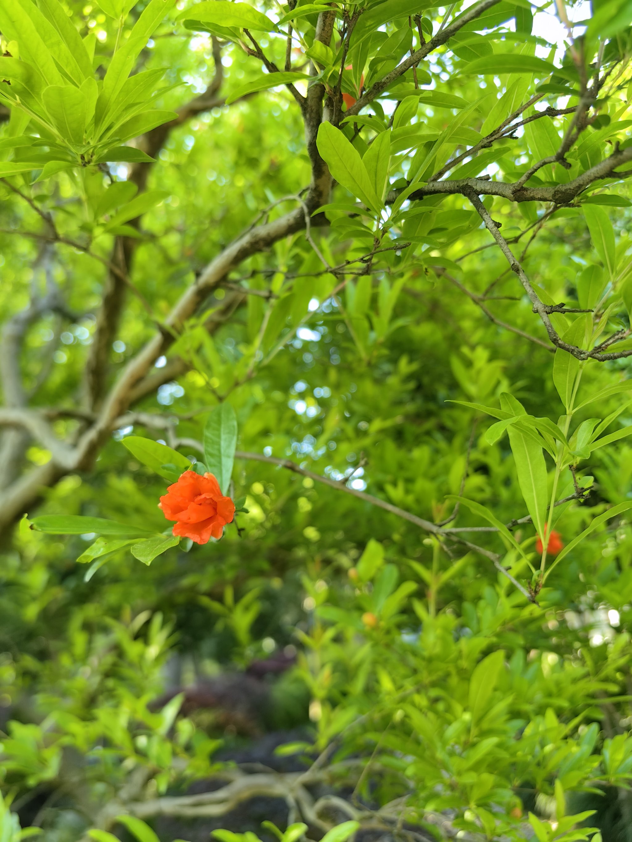 花花情报官