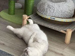 -申普宠物医院·眼科·心内科·影像科(普陀分院)