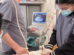 -伟伟宠物医院·瑞派猫友好医院·猫科(光谷店)