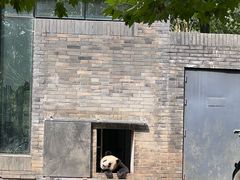 -都江堰中华大熊猫苑
