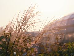 -国家植物园
