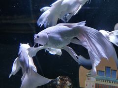 -重庆欢乐海底世界